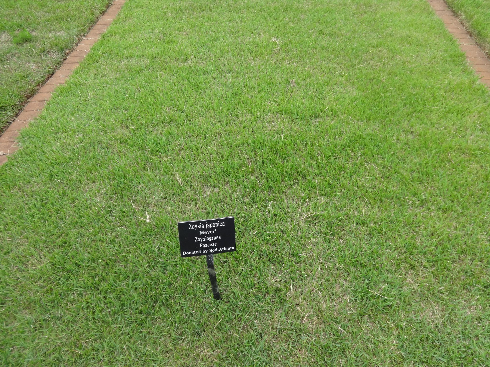 Photo by Michael Rivera (CC BY-SA 4.0) Zoysiagrass at University of Georgia research garden