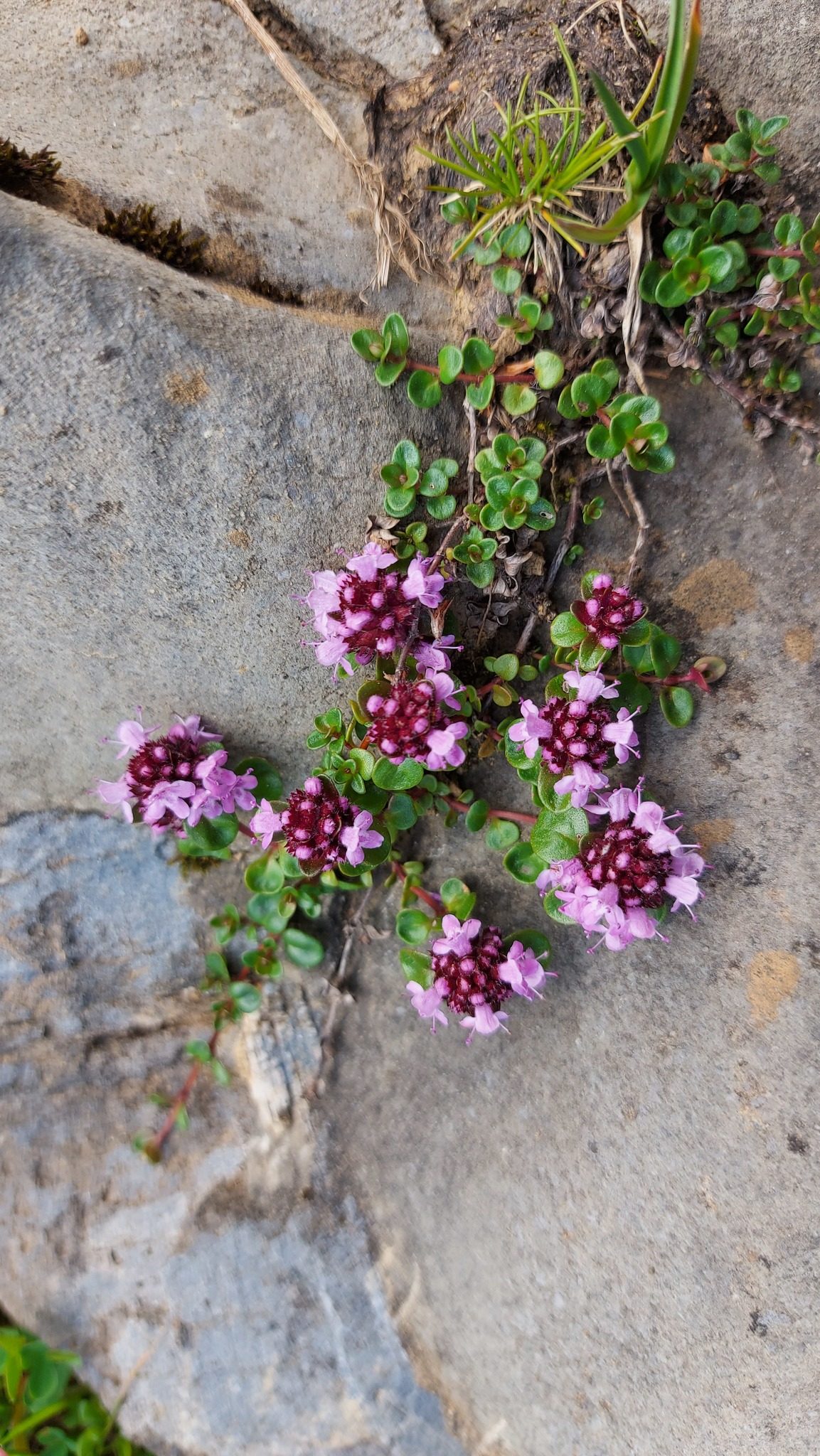 Flowering creeping thyme among rocks in an iNaturalist observation
