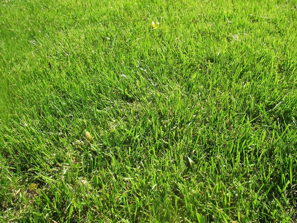 Can Kentucky Bluegrass Grow in Florida?