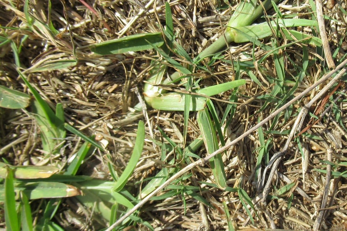 St. Augustinegrass (Stenotaphrum secundatum) growing as a Texas lawn, close-up of blade texture and growth habit