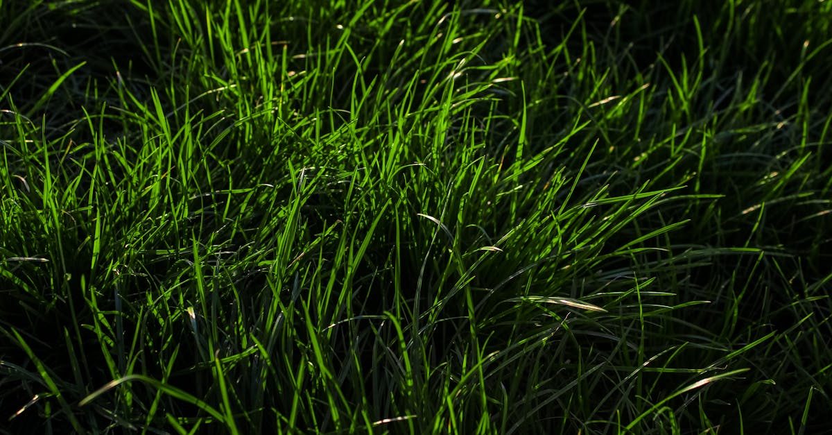 Photo by Tuğba on Pexels Alternatives to Scotts Weed and Feed with Pre-emergent Properties photo