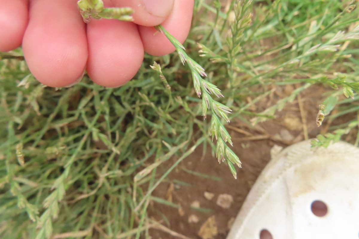 Perennial Ryegrass (Lolium perenne) growing as a Wisconsin lawn, close-up of blade texture and growth habit