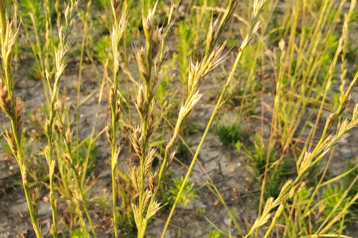 Perennial Ryegrass (Lolium perenne) growing as a Utah lawn, close-up of blade texture and growth habit