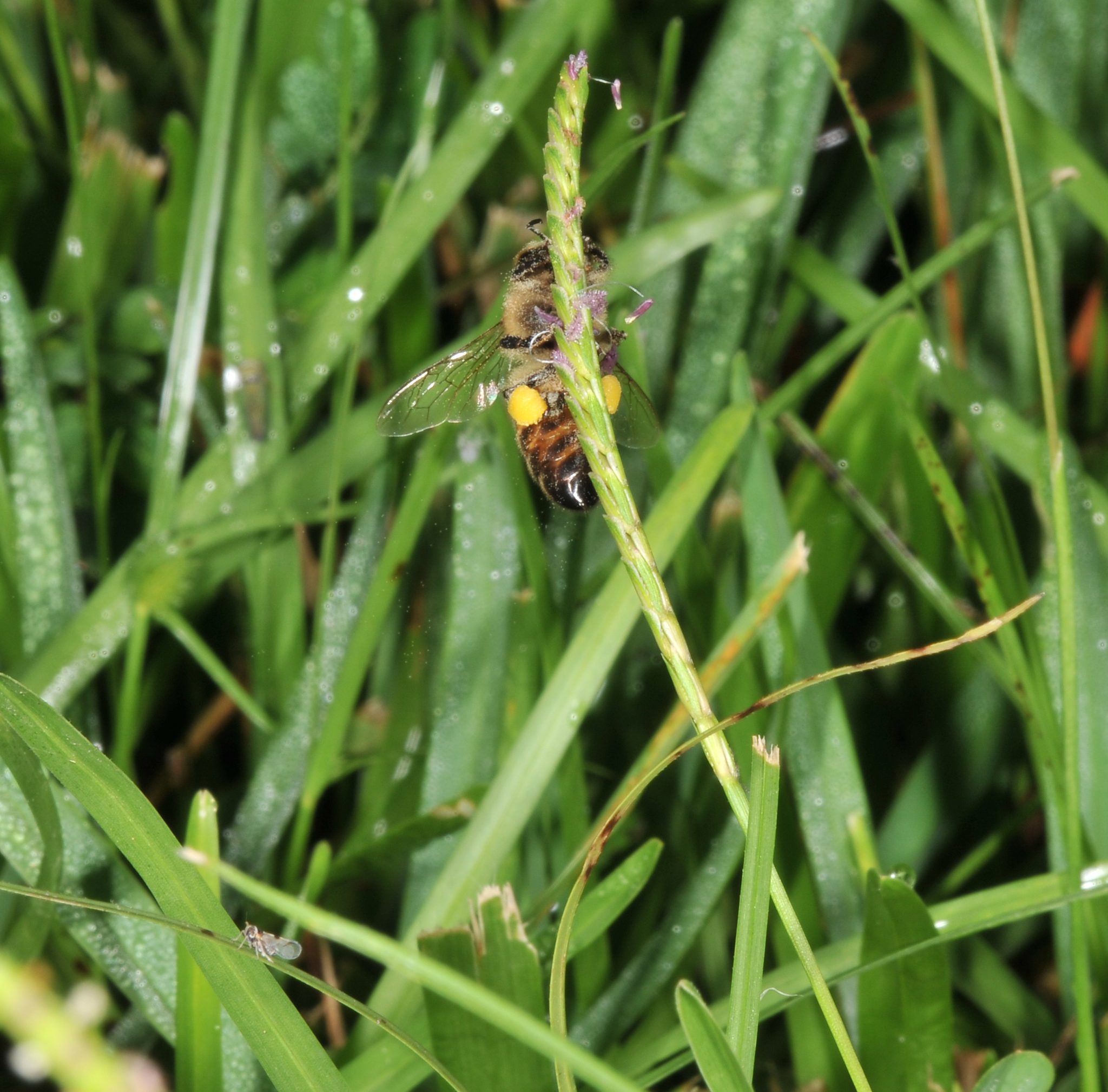 Centipede grass seed head being visited by a bee