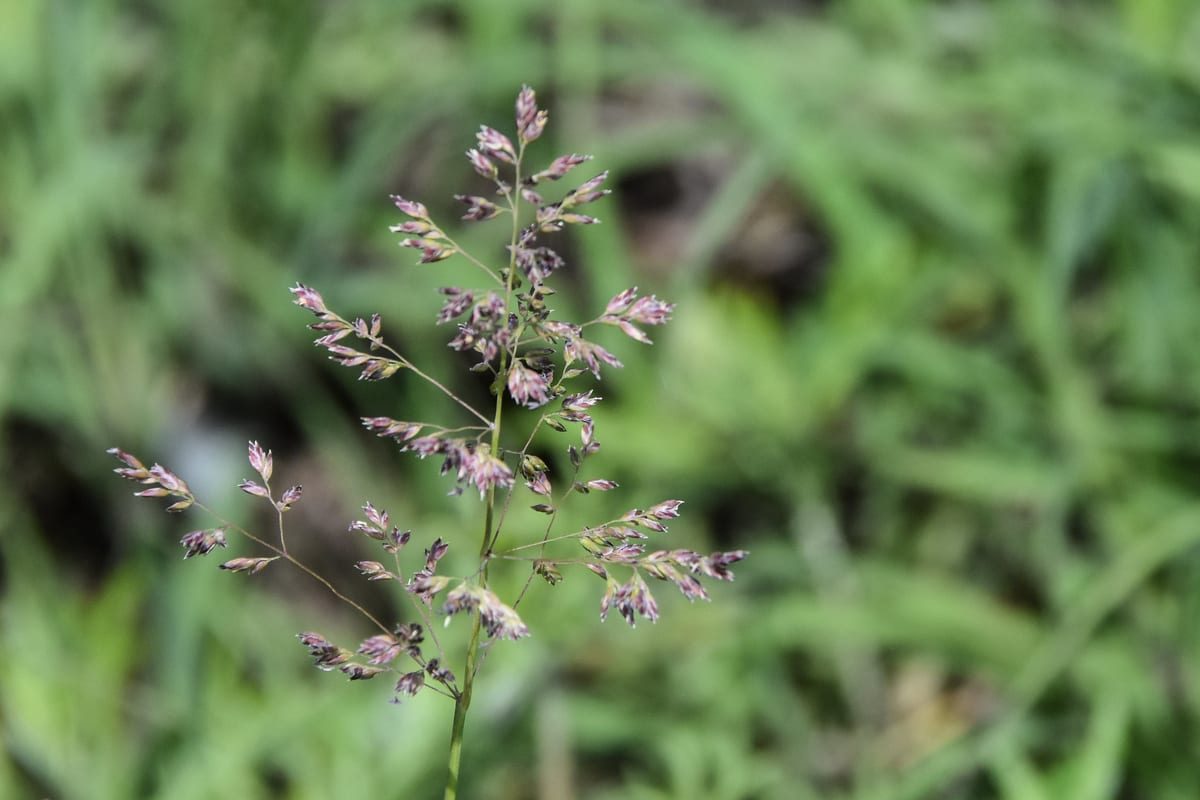 Kentucky Bluegrass (Poa pratensis) growing as a Oklahoma lawn, close-up of blade texture and growth habit