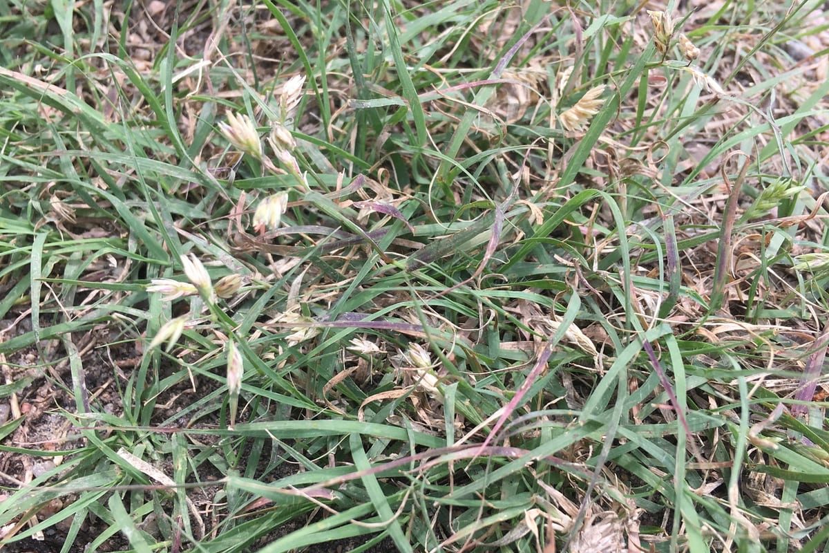 Buffalograss (Bouteloua dactyloides) growing as a Nebraska lawn, close-up of blade texture and growth habit