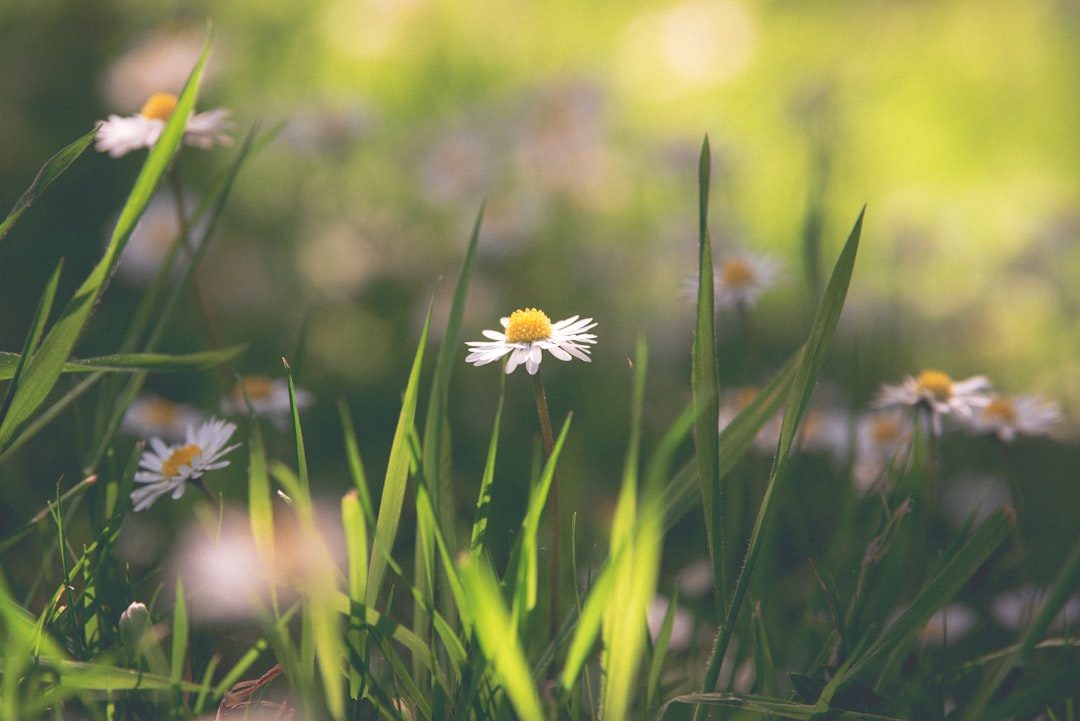 Seasonal Weed Control Guide for Bermuda Grass photo