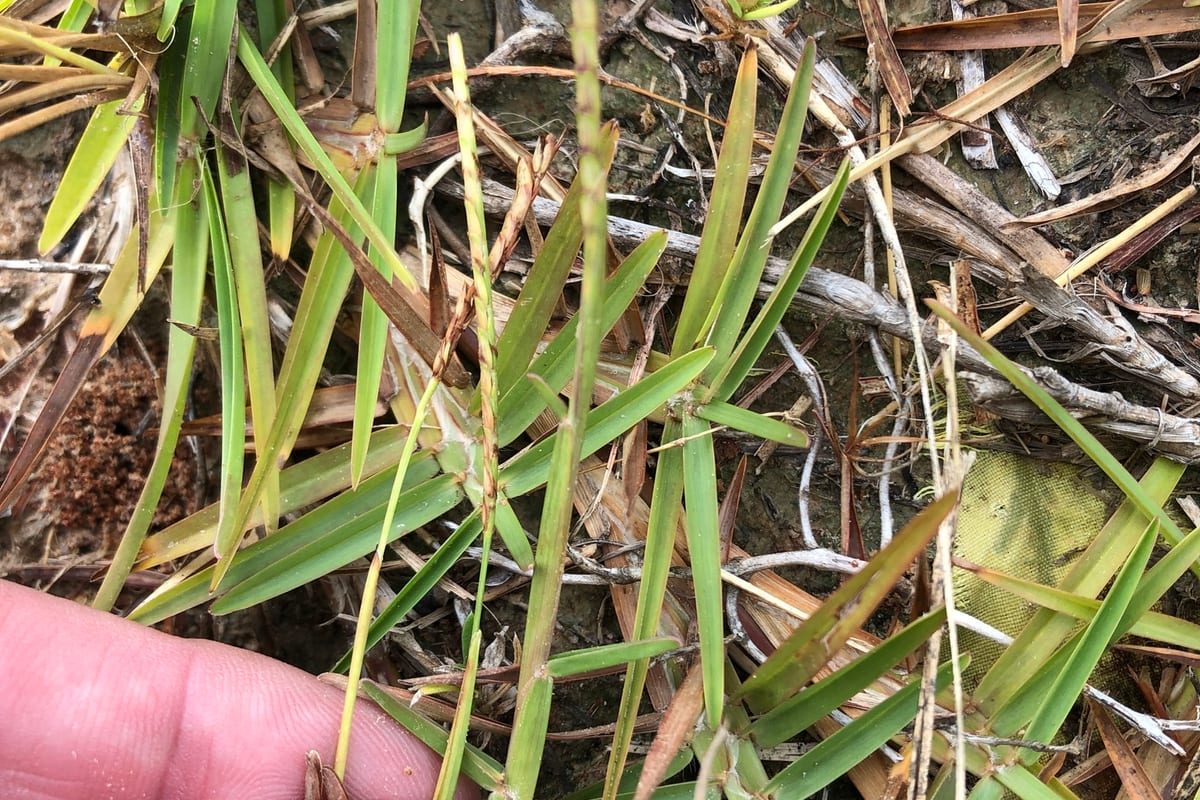 Centipedegrass (Eremochloa ophiuroides) growing as a Mississippi lawn, close-up of blade texture and growth habit