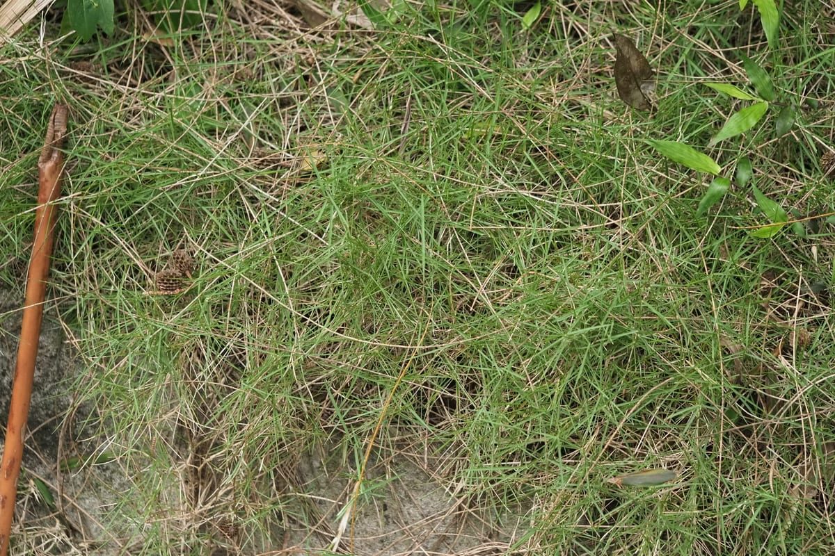 Zoysiagrass (Zoysia japonica) growing as a Maryland lawn, close-up of blade texture and growth habit