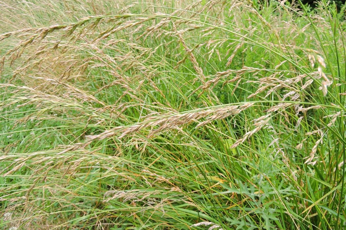 Tall Fescue (Festuca arundinacea) growing as a Virginia lawn, close-up of blade texture and growth habit