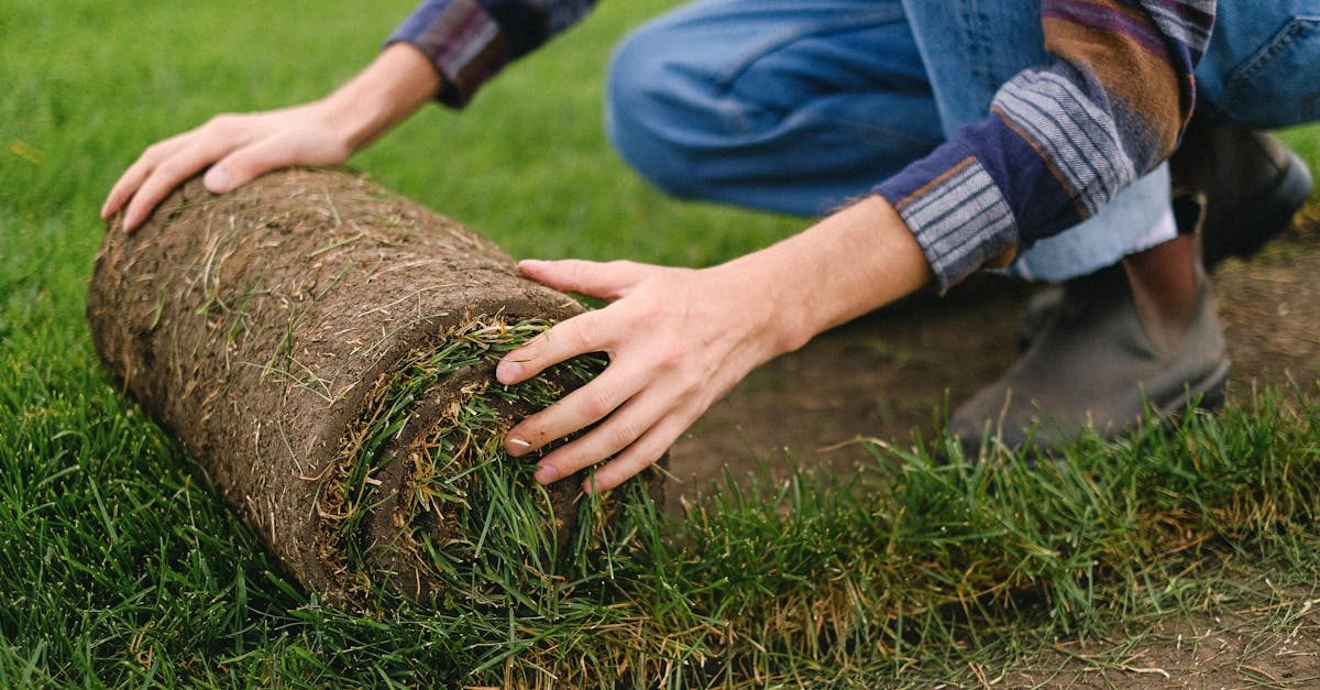 How Grass Type Affects Sod Rooting Times photo