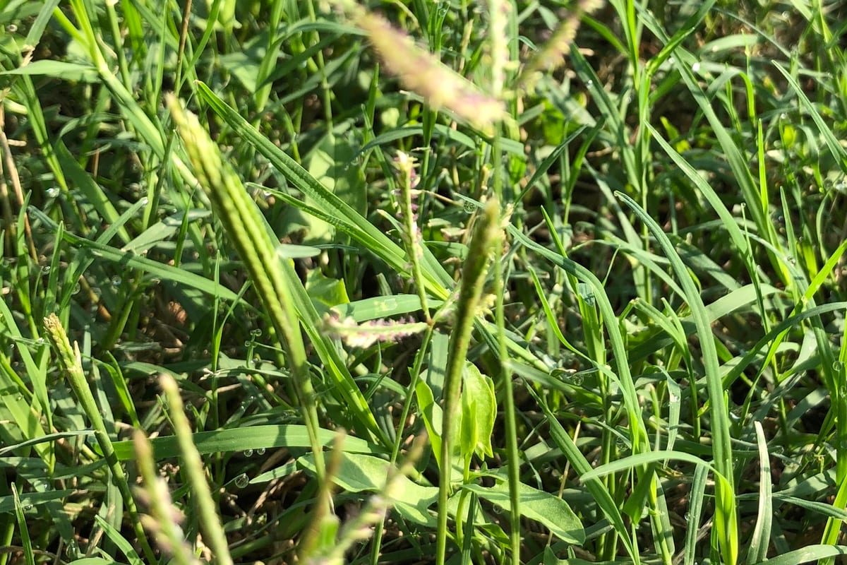 Bermudagrass (Cynodon dactylon) growing as a Texas lawn, close-up of blade texture and growth habit