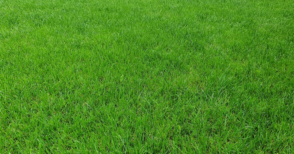 Scotts Fall Weed and Feed: When to Apply, Settings and Which Bag to Buy