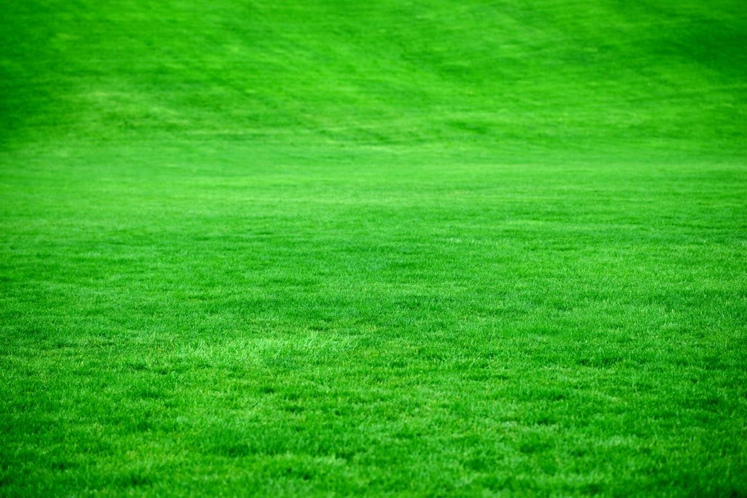 Centipede Grass lawn