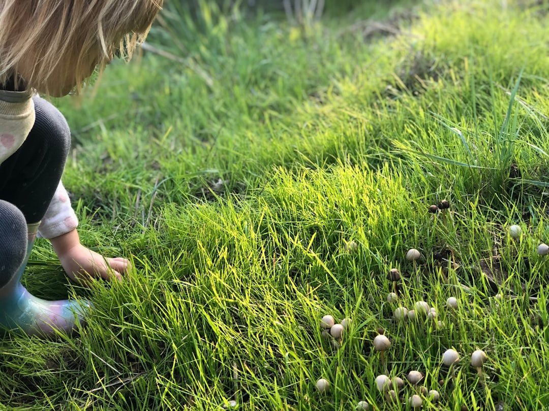 How to Get Rid of Poa Annua: Best Annual Bluegrass Herbicides & Fall Timing