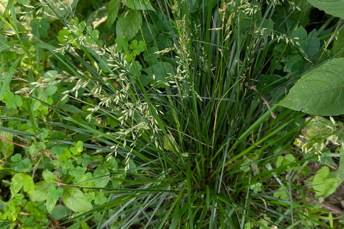 Tall Fescue (Festuca arundinacea) growing as a Minnesota lawn, close-up of blade texture and growth habit