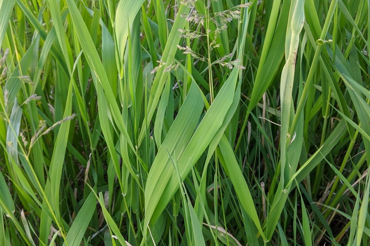 Kentucky Bluegrass (Poa pratensis) growing as a Wisconsin lawn, close-up of blade texture and growth habit