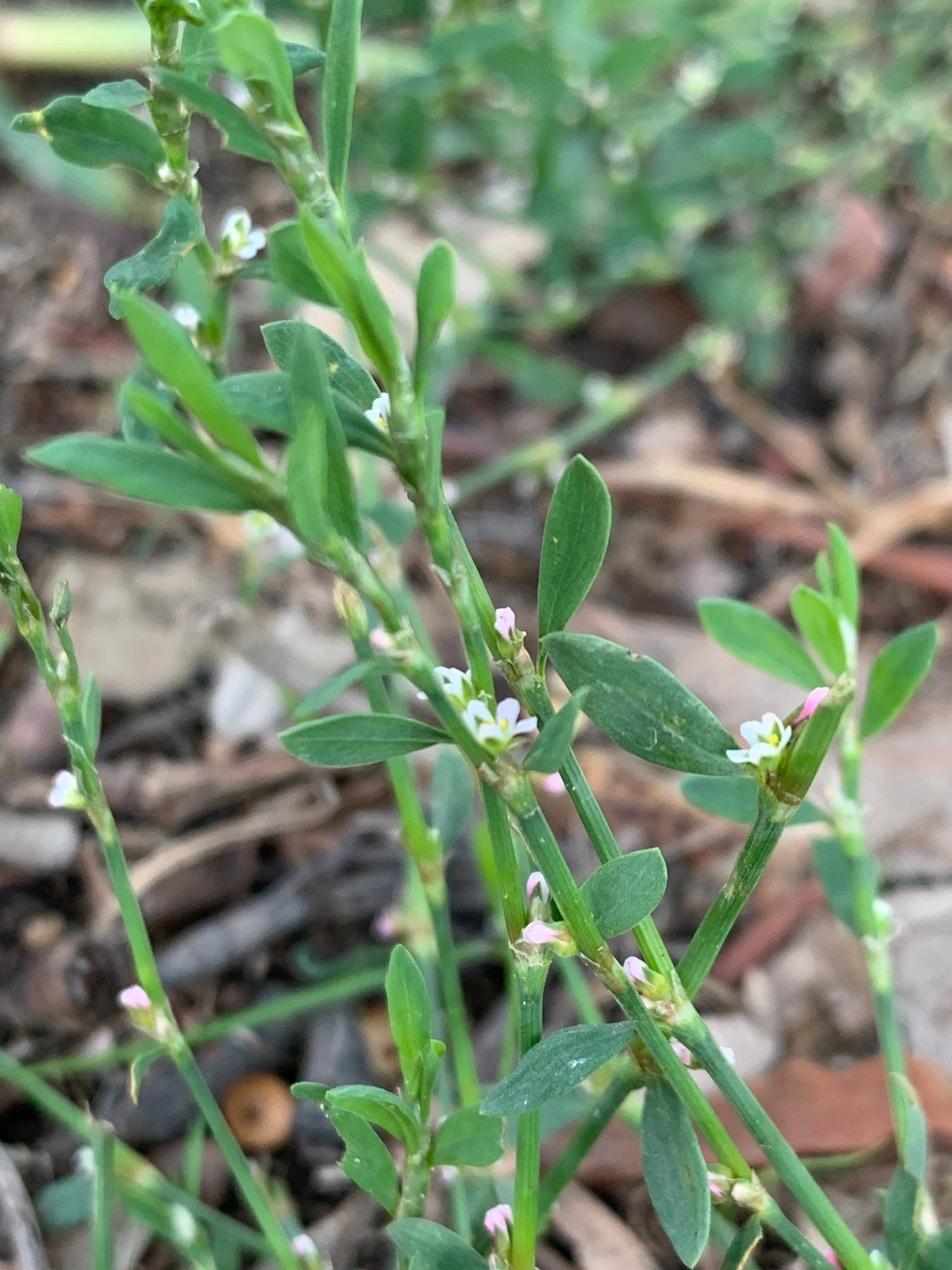 Prostrate knotweed stems with small pink and white flowers and papery sheaths at the leaf joints