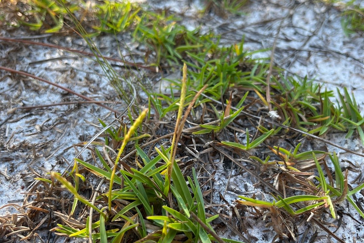 Centipedegrass (Eremochloa ophiuroides) growing as a Arkansas lawn, close-up of blade texture and growth habit