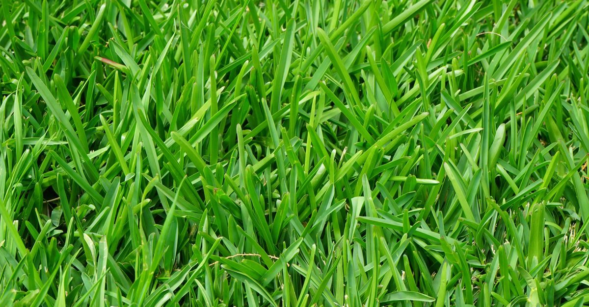 What Kentucky Bluegrass Needs in Pennsylvania