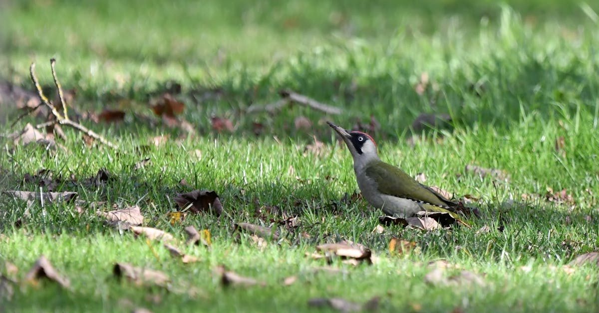 Fertilizing lawn grass