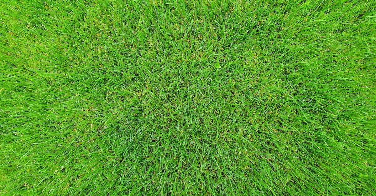 Large Patch in Zoysia and St. Augustine: Fall Identification and Treatment