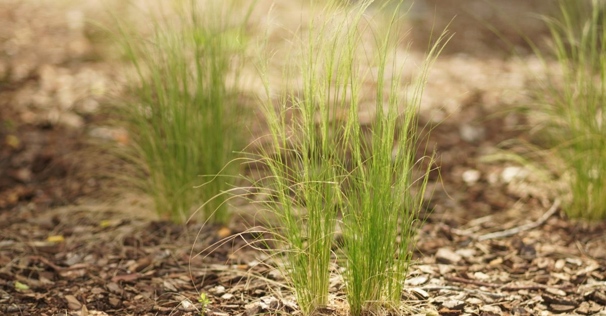 Photo by Safdar hussaini on Pexels. The photo shows grass through light mulch; it does not show a measured seeding rate (Pexels License) Green grass shoots growing through a light layer of dry mulch