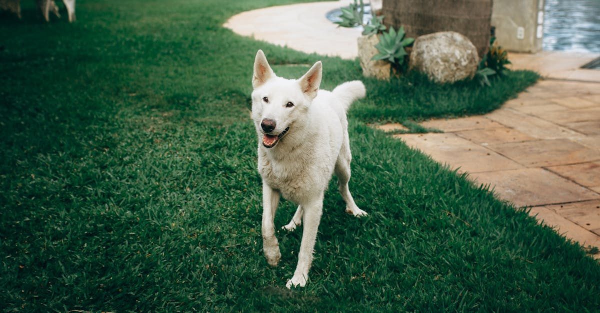 Best Grass for Dogs: Pet-Friendly Picks for Paws, Urine & Digging