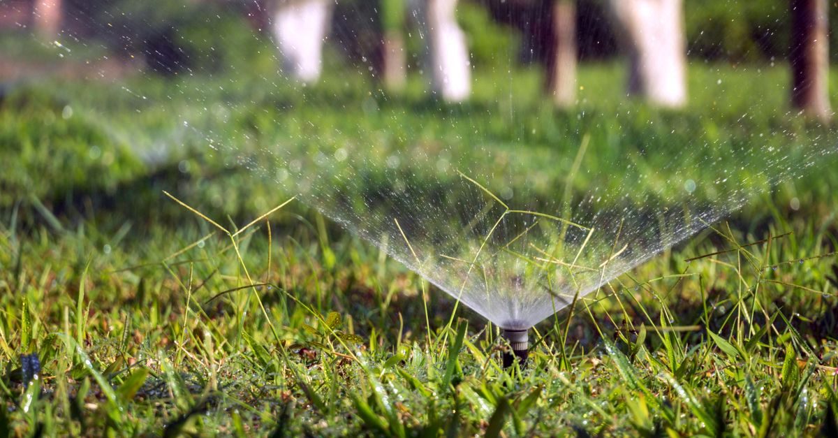 Types of Grass in Arkansas: The Common Lawn Grasses