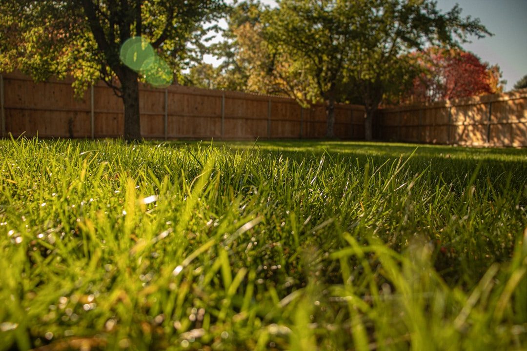 Buffalograss Guide