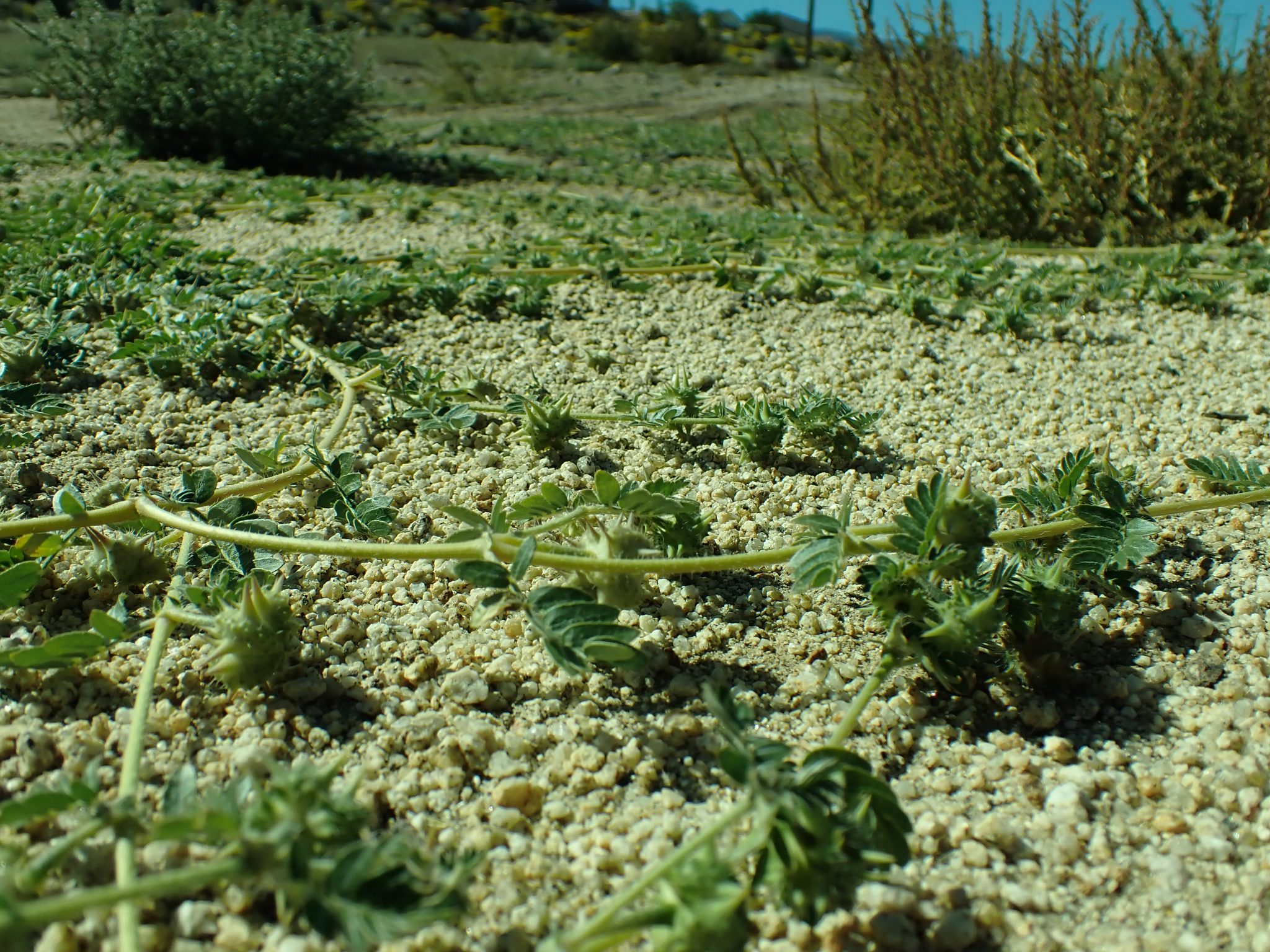 Puncturevine spreading across bare ground with several spiny goathead burs visible along its stems.