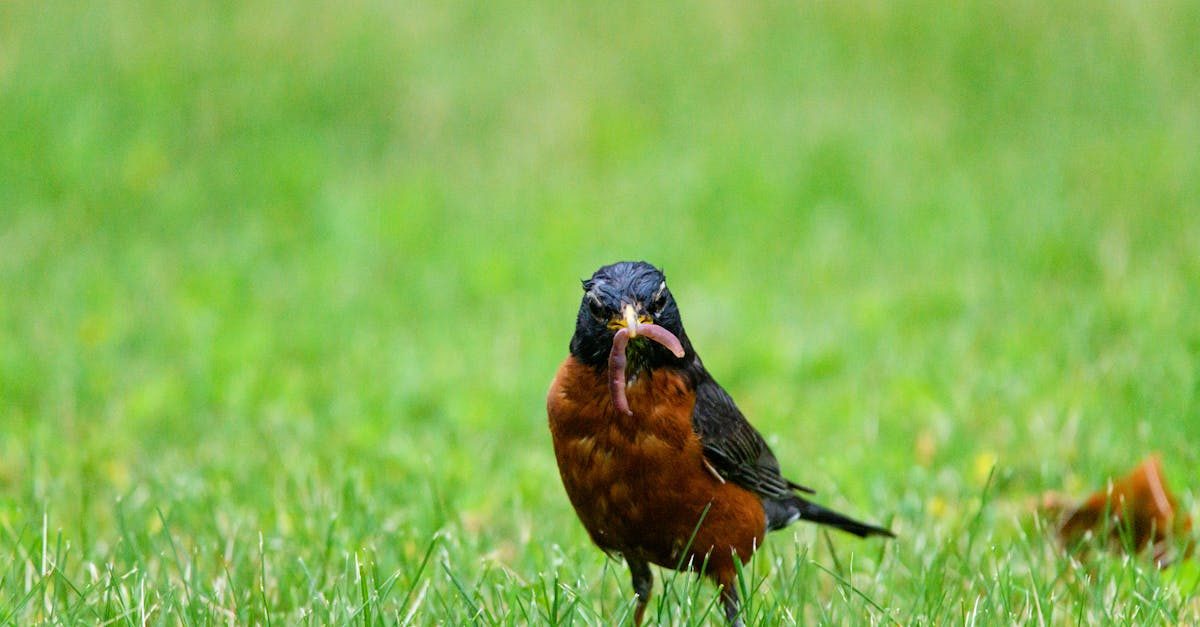 How to Deal with Earthworm Castings