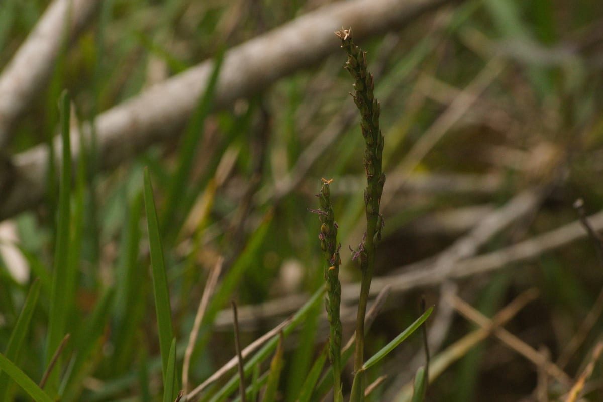 St. Augustinegrass (Stenotaphrum secundatum) growing as a Hawaii lawn, close-up of blade texture and growth habit