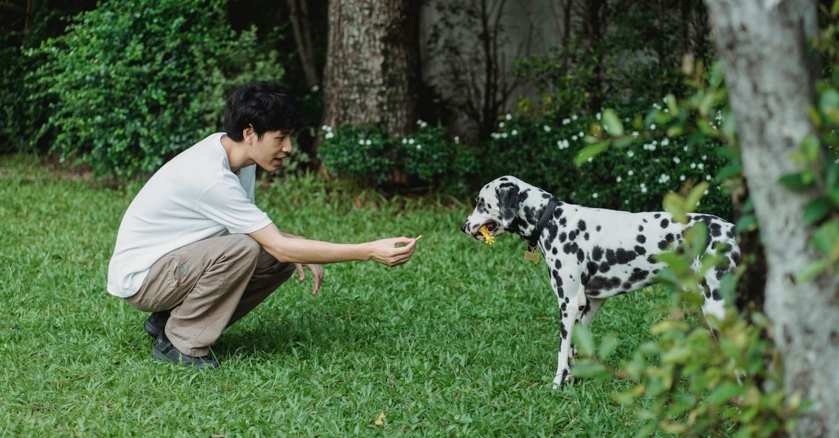 Dog Urine Spots on Your Lawn: How to Repair the Burn and Prevent It