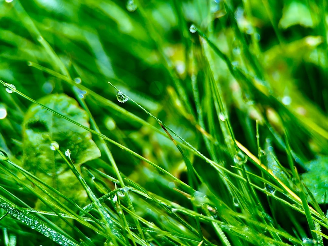 How Often to Water Based on Grass Type