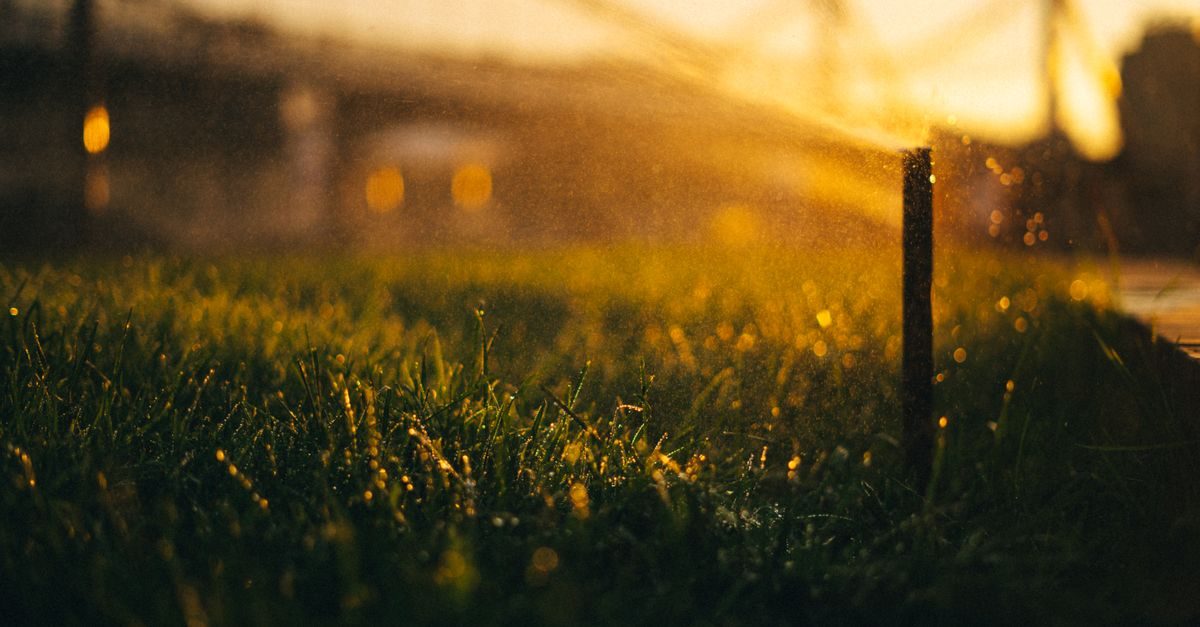 Photo by Daria on Pexels Understand What Your Lawn Needs to Stay Green in Summer Heat