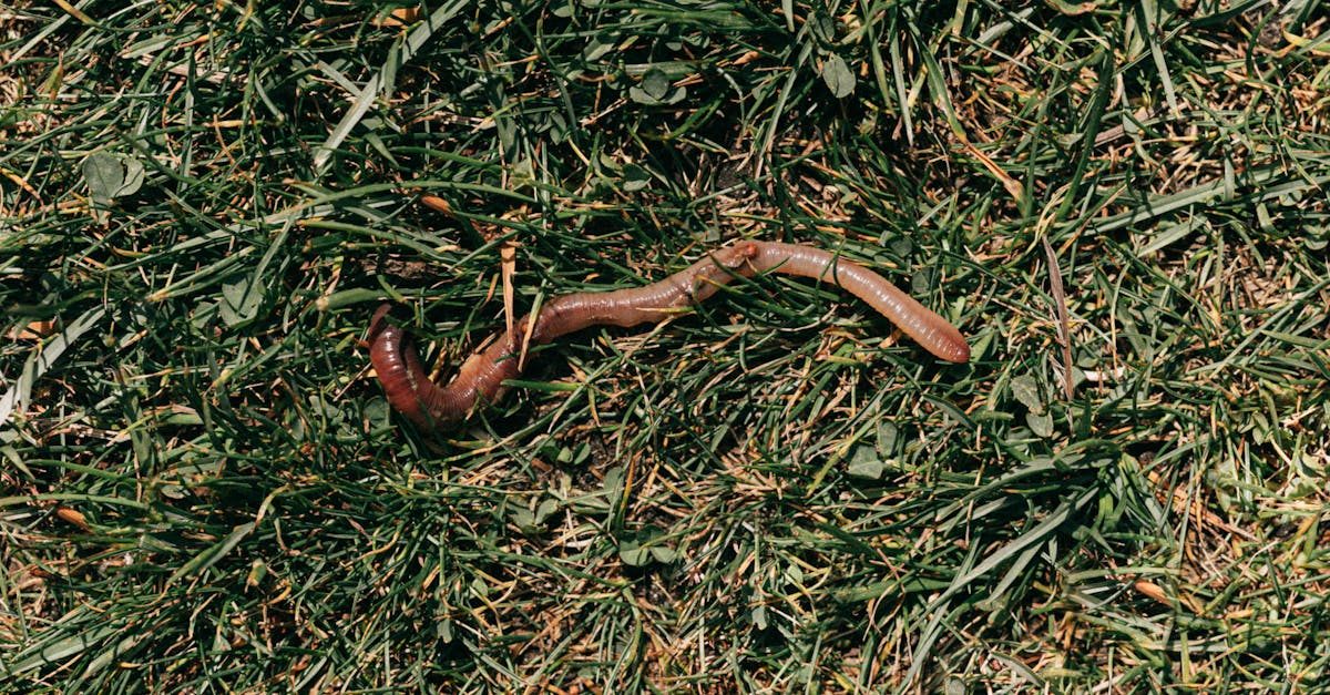 Is Yard Mastery Flagship 24-0-6 Worth It? The Real Cost-Per-Pound-of-Nitrogen Breakdown