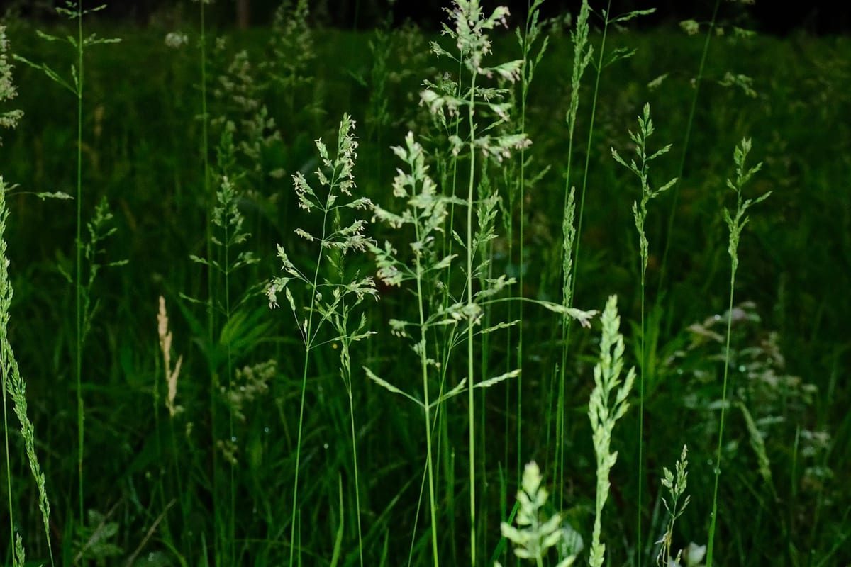 Kentucky Bluegrass (Poa pratensis) growing as a Missouri lawn, close-up of blade texture and growth habit