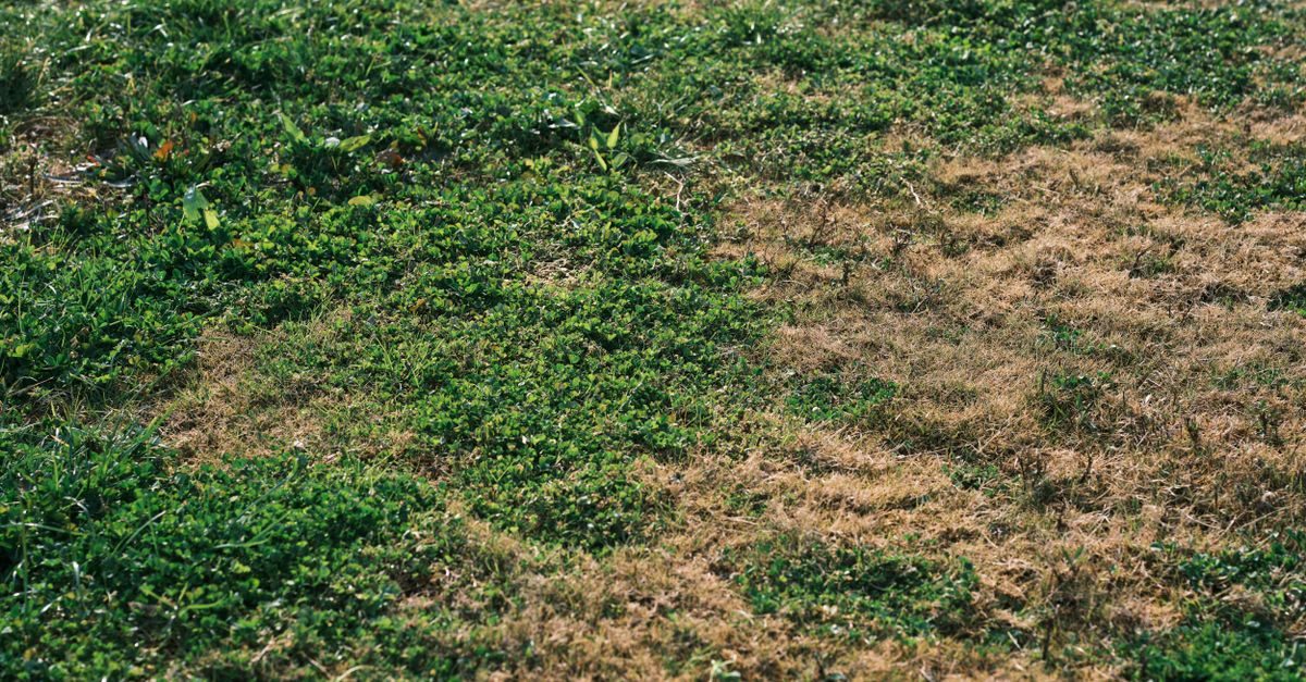 Red Thread Lawn Disease: Identification and Treatment