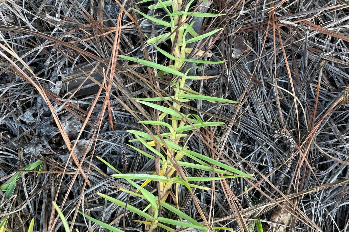 Centipedegrass (Eremochloa ophiuroides) growing as a Hawaii lawn, close-up of blade texture and growth habit