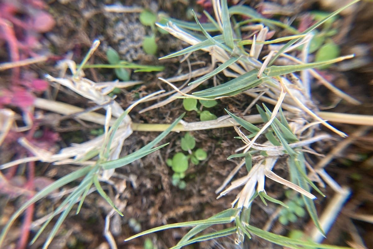 Bermudagrass (Cynodon dactylon) growing as a Arkansas lawn, close-up of blade texture and growth habit