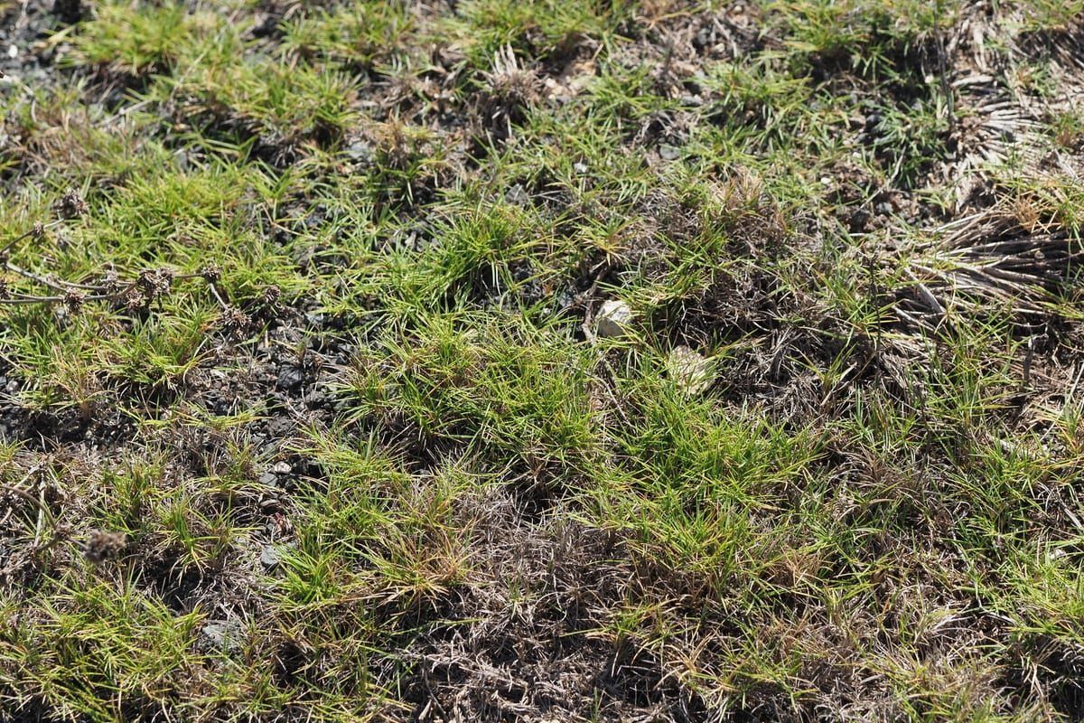 Zoysiagrass (Zoysia japonica) growing as a Illinois lawn, close-up of blade texture and growth habit