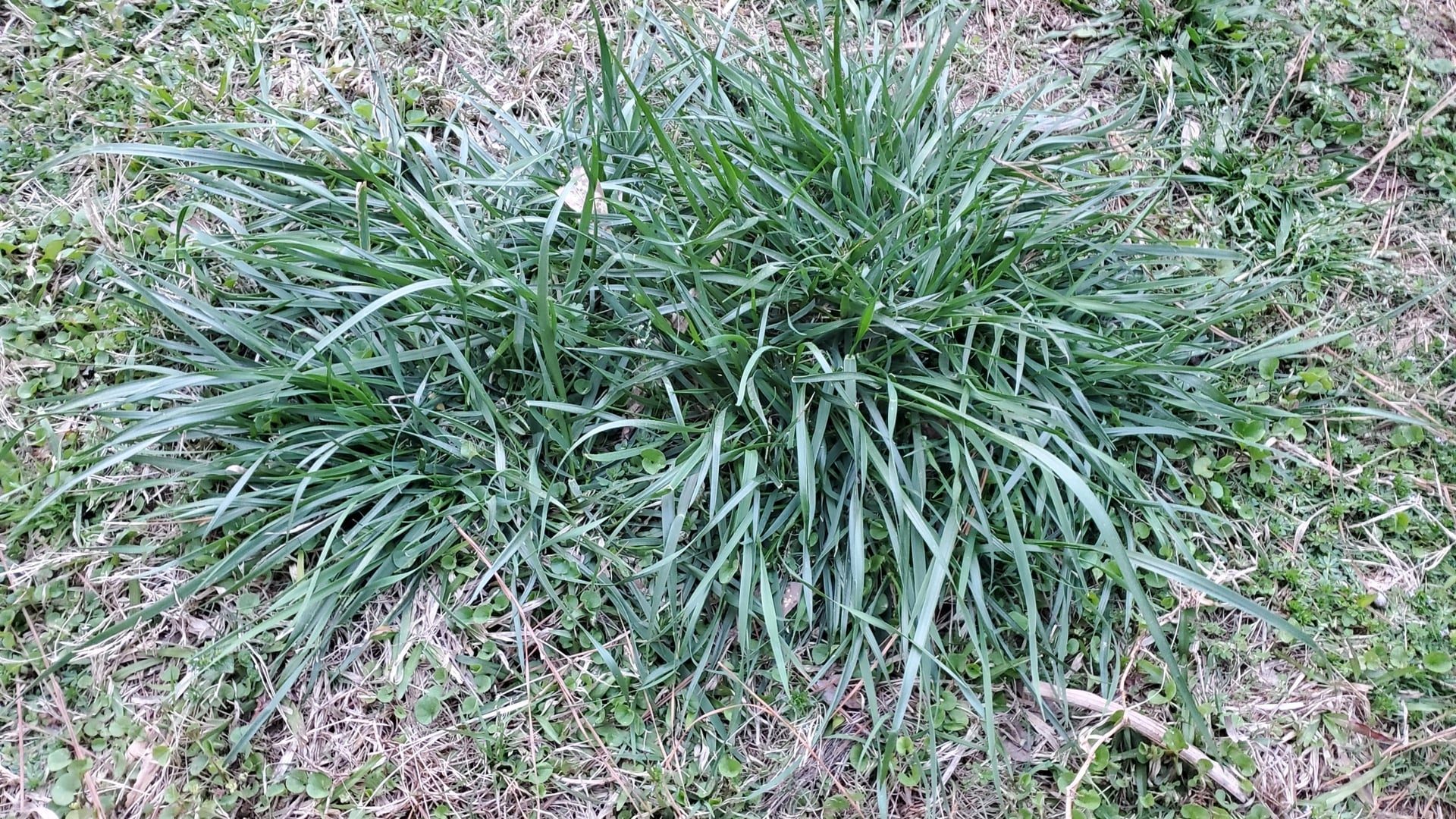 Photo by Russell P. Rai on iNaturalist (CC BY 4.0) Blue-green tall fescue clump growing as a coarse tuft in a thinner surrounding lawn