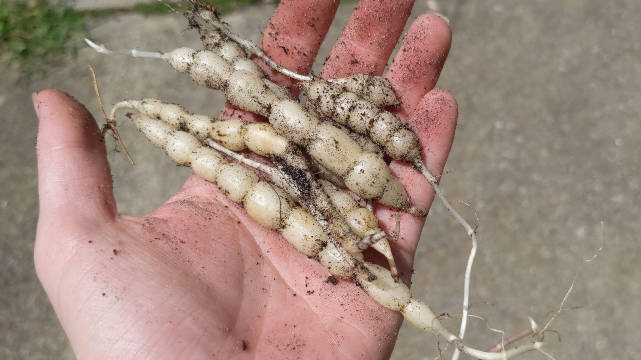 Photo by Nonbinary-Naturalist on iNaturalist (CC0 1.0) Segmented white Florida betony tubers with soil held in a hand