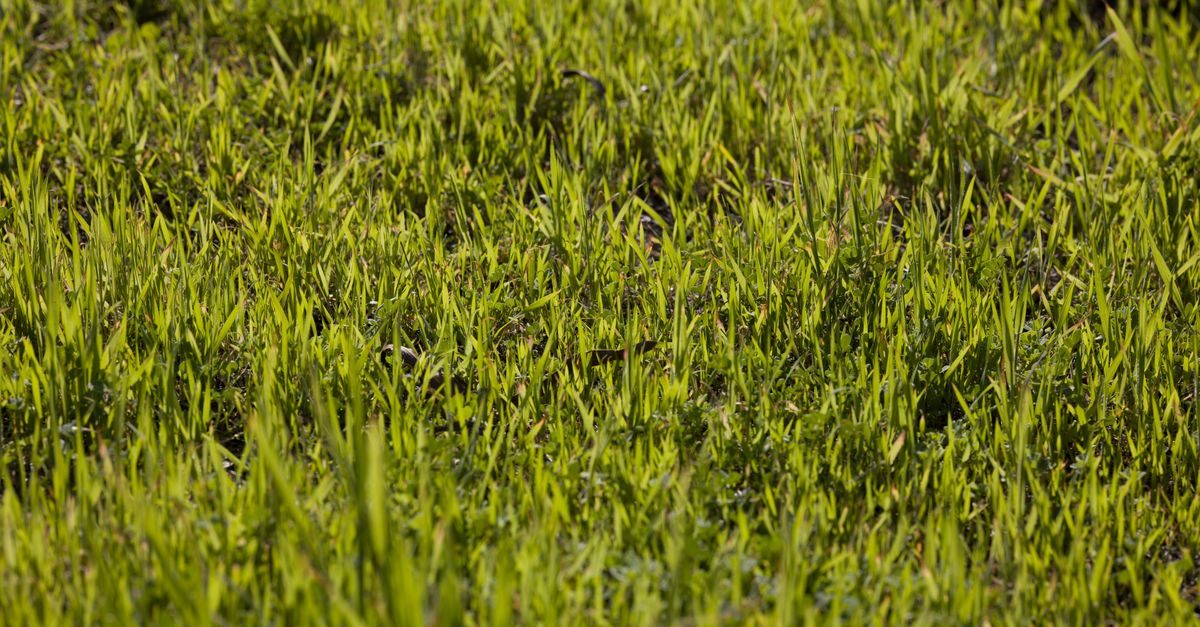 Summer Lawn Dormancy: Why Cool-Season Grass Browns in the Heat