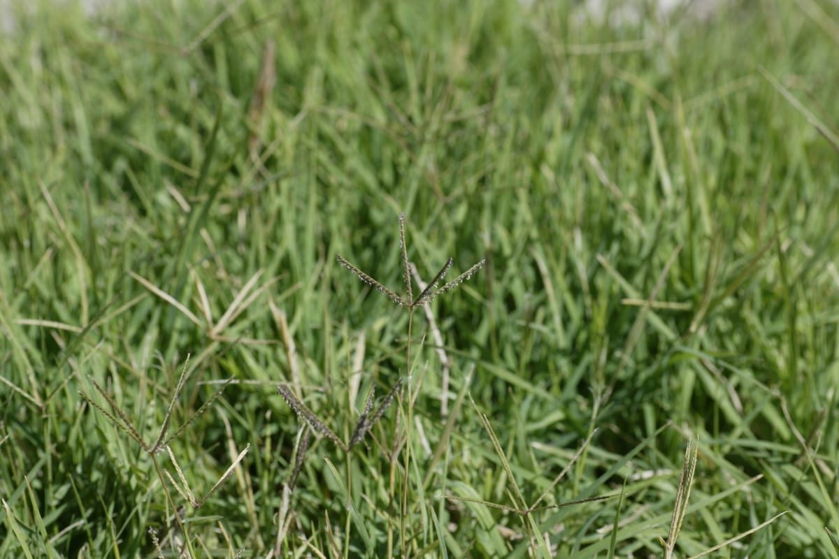 Bermudagrass (Cynodon dactylon) growing as a Nevada lawn, close-up of blade texture and growth habit