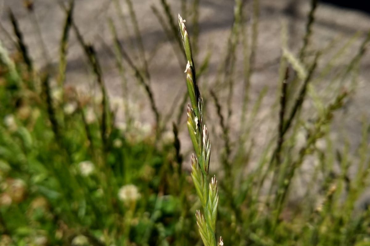 Perennial Ryegrass (Lolium perenne) growing as a Oregon lawn, close-up of blade texture and growth habit