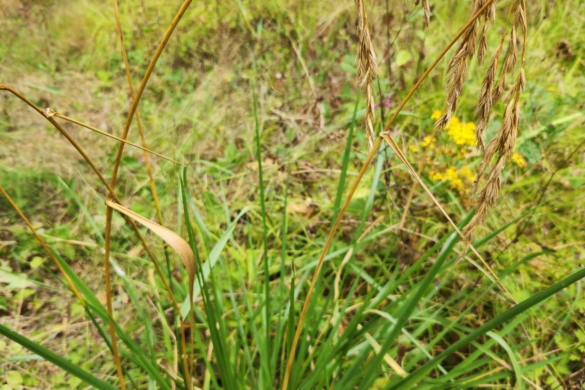 Tall Fescue (Festuca arundinacea) growing as a Oregon lawn, close-up of blade texture and growth habit