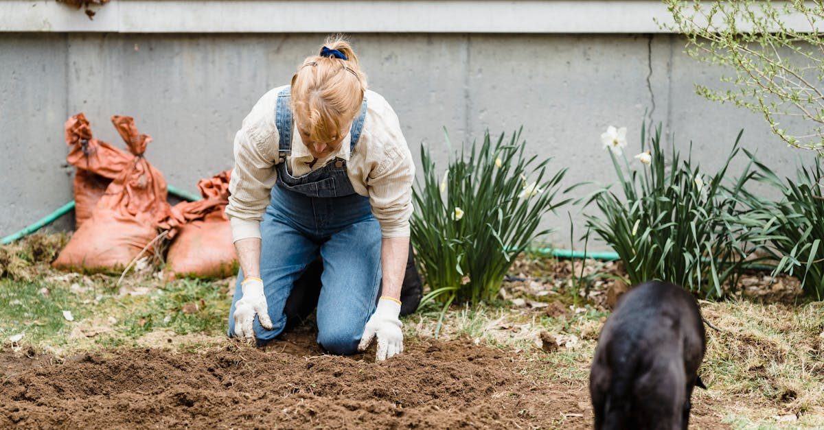 Understanding Lawn Fungus and Disease Basics photo
