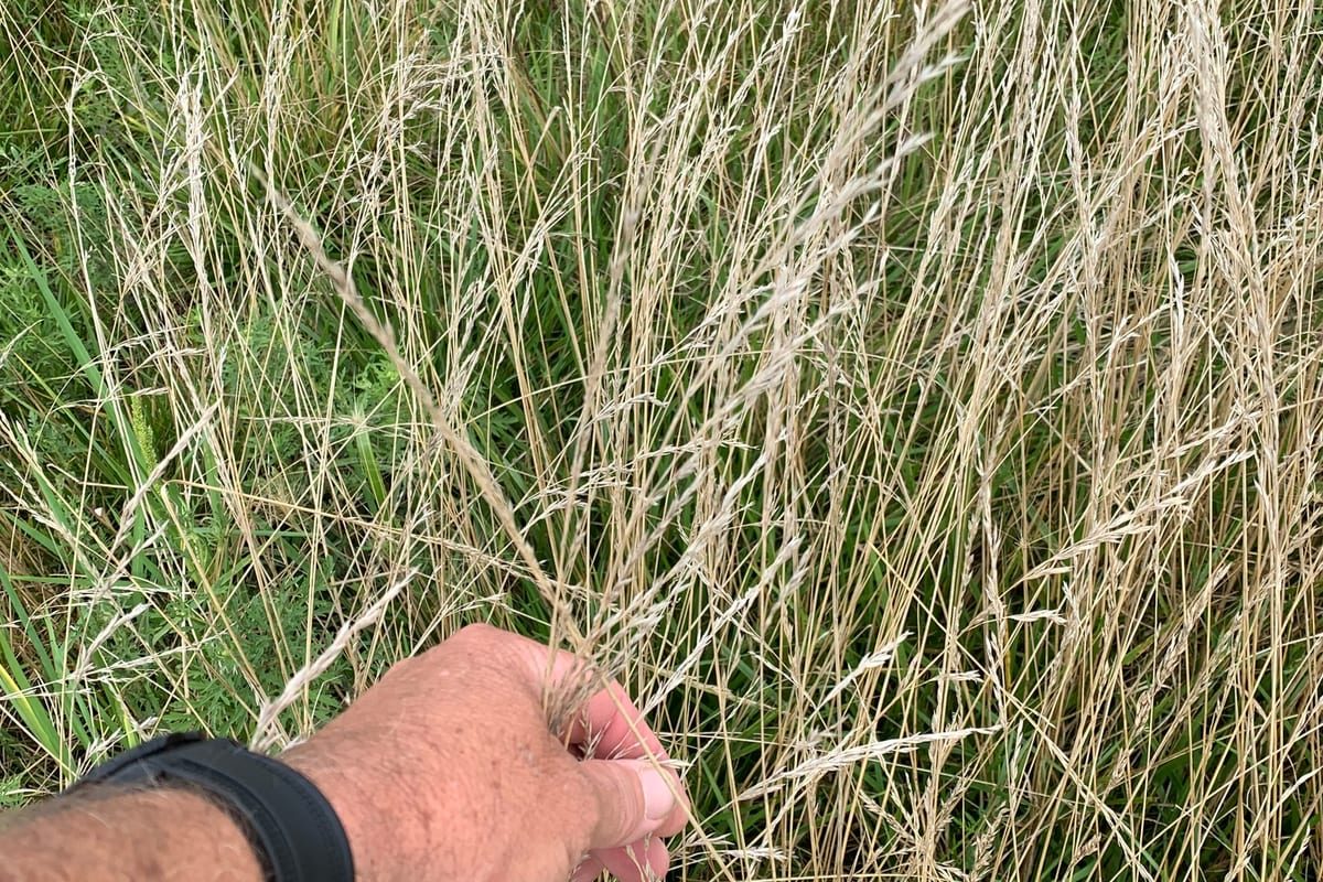 Tall Fescue (Festuca arundinacea) growing as a Kansas lawn, close-up of blade texture and growth habit